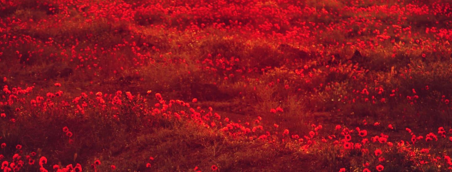 Poppy field