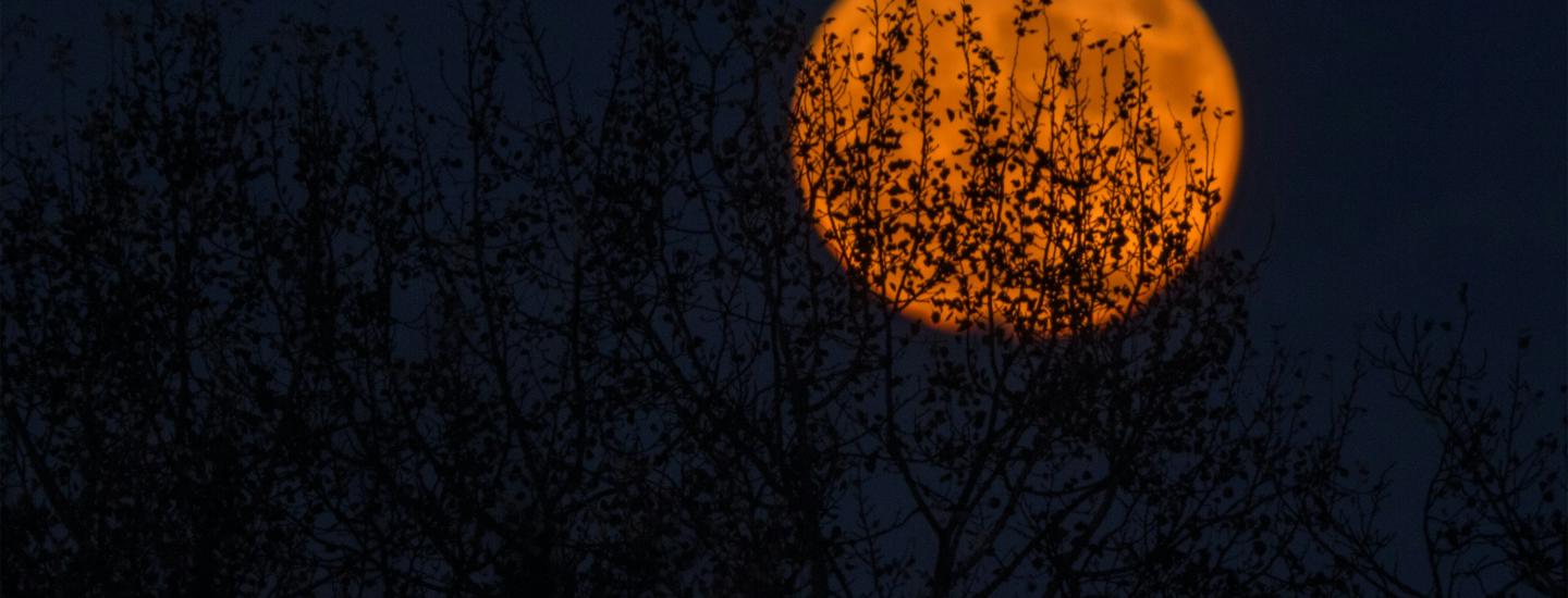 A full orange harvest moon hangs in the sky behind a silhouette of tall plants