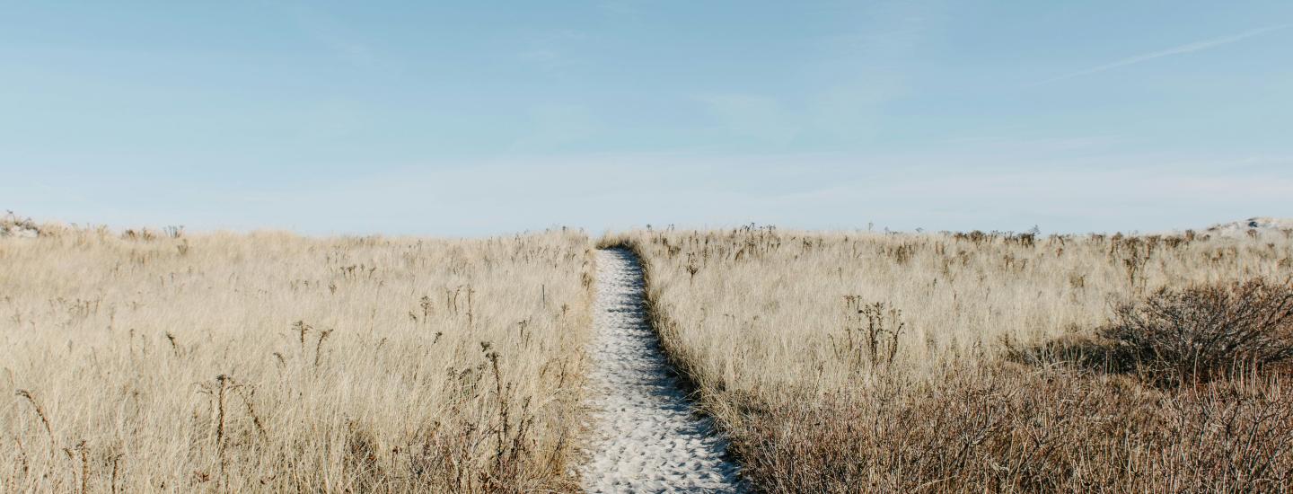 A path in a field