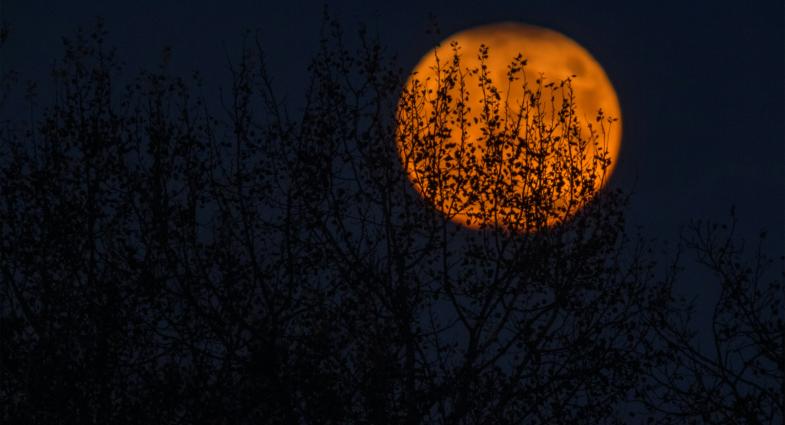 A full orange harvest moon hangs in the sky behind a silhouette of tall plants