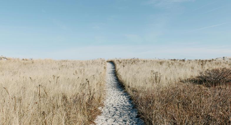 A path in a field