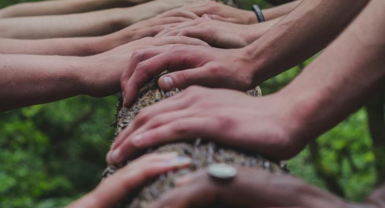 Hands holding tree